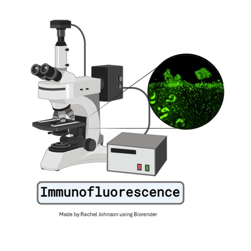 Immunofluorescence