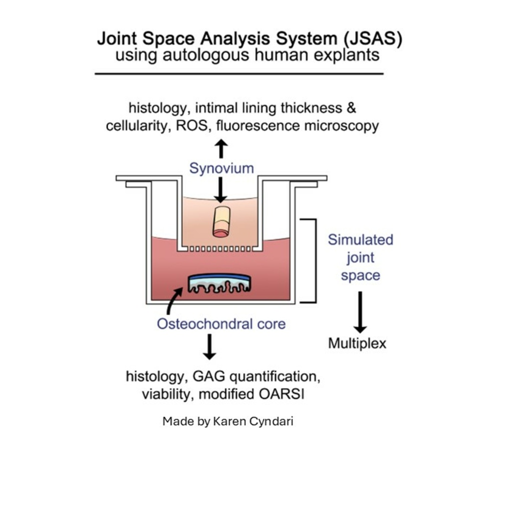 Joint Space Analysis System