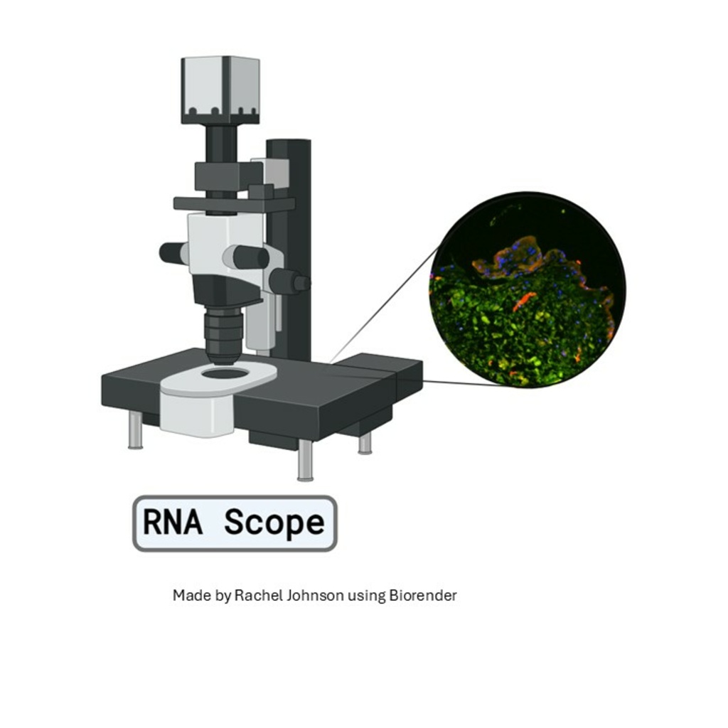 RNA Scope