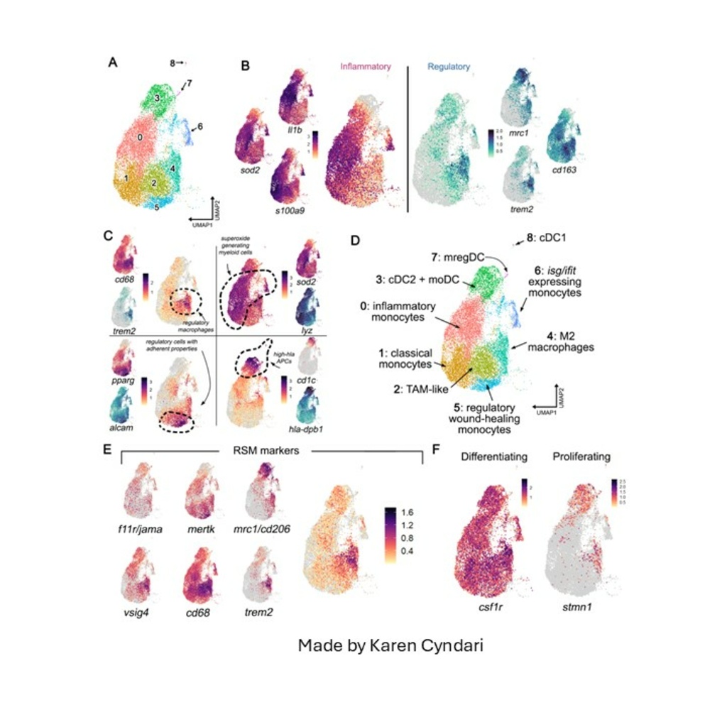 Single Cell RNA Sequencing